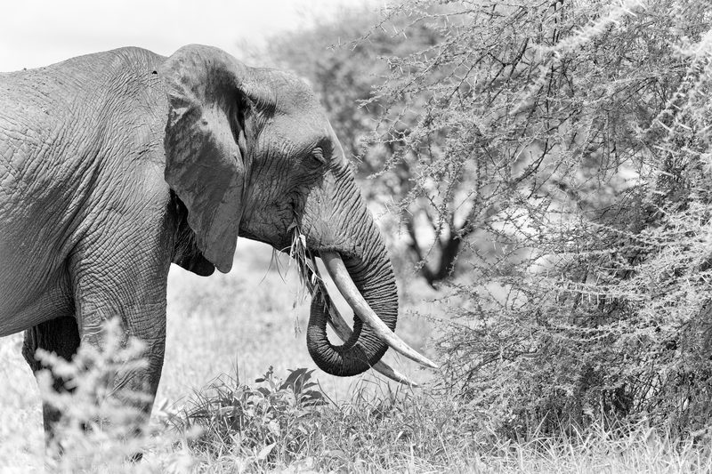 African elephant, Tanzania
