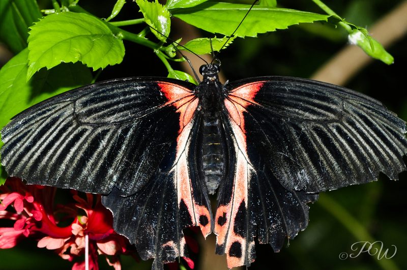 Common Mormon butterfly (Papilio polytes)