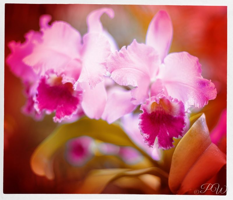 Pink ruffled orchids with magenta lips, close-up
