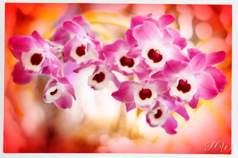 Spray of small pink-and-white orchids, close-up