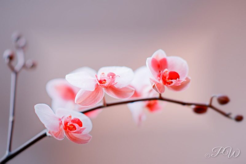 Pink-and-white orchids on an arching stem, close-up