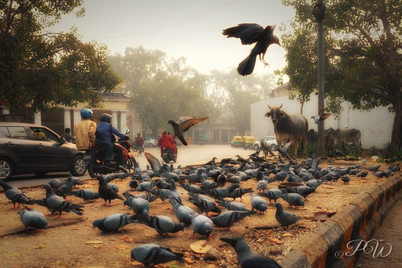 New Delhi street photography