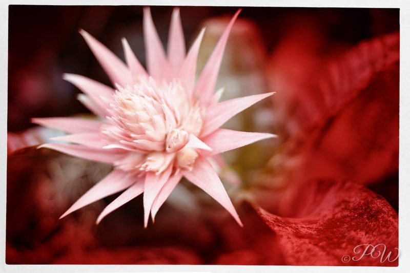 Pink spiky flower head, close-up