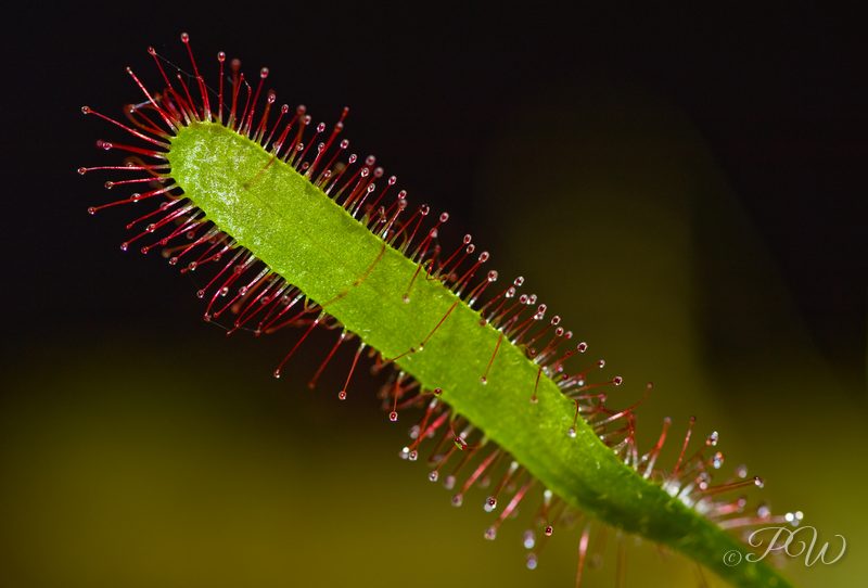 Cape sundew (Drosera capensis)