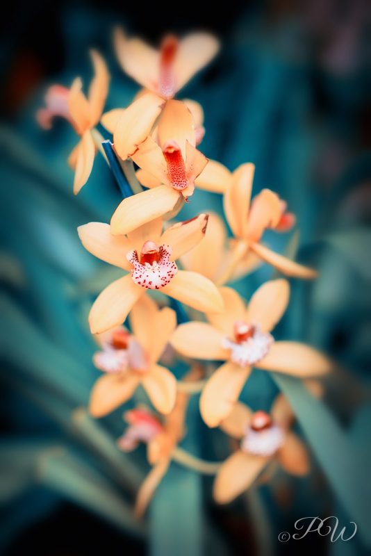Peach orchids on a tall spike against teal, close-up