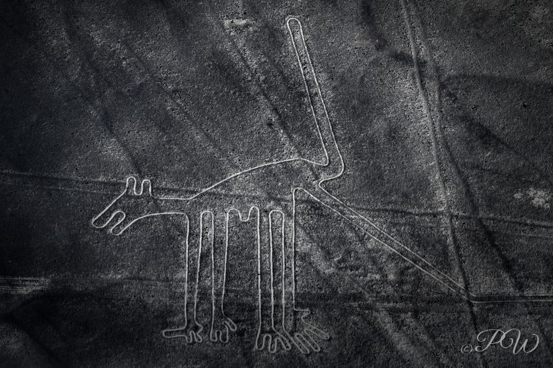 An animal figure etched into the desert floor, seen from the air in black and white