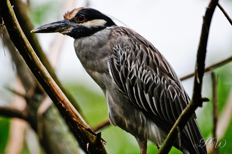Heron on a branch