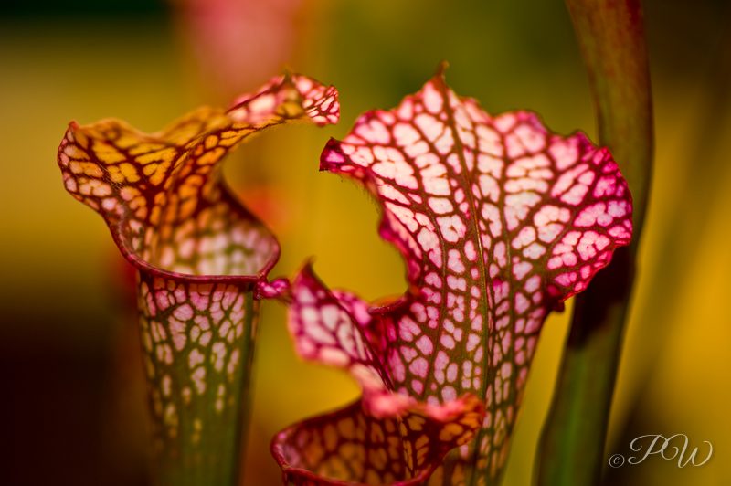 Pitcher plant (Sarracenia 'Adrian Slack')