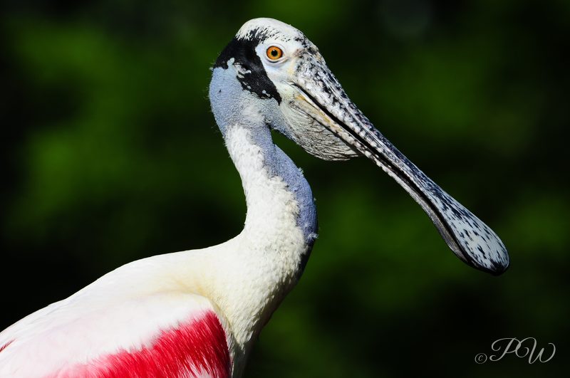 Roseate spoonbill (Platalea ajaja)