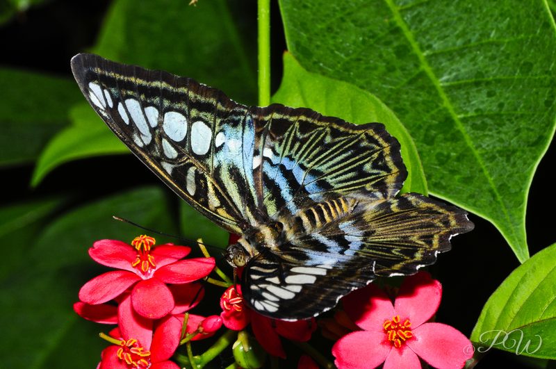 Archduke butterfly (Lexias dirtea)