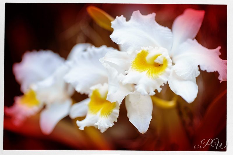 White orchids with yellow throats, close-up