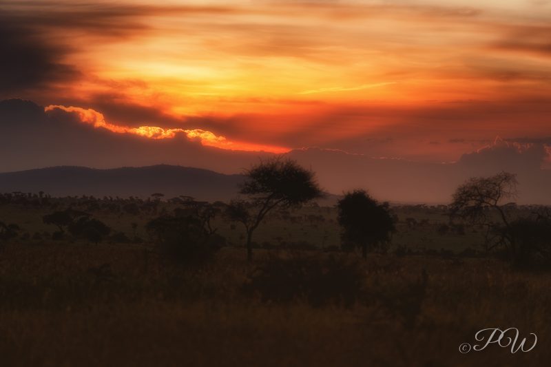 A fiery sunset over acacia trees on the savanna