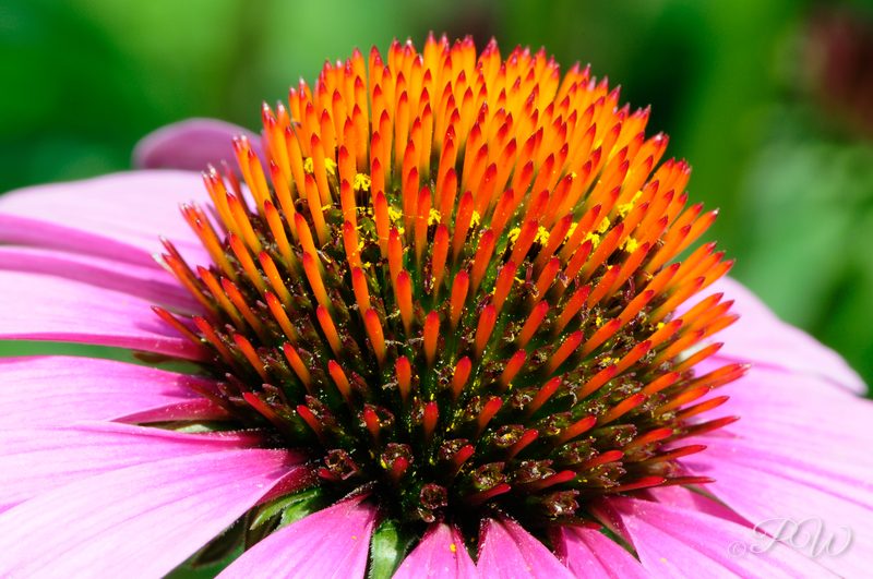 Coneflower