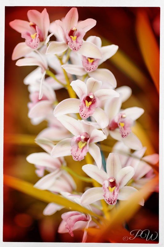 Cascade of pale pink orchids, close-up