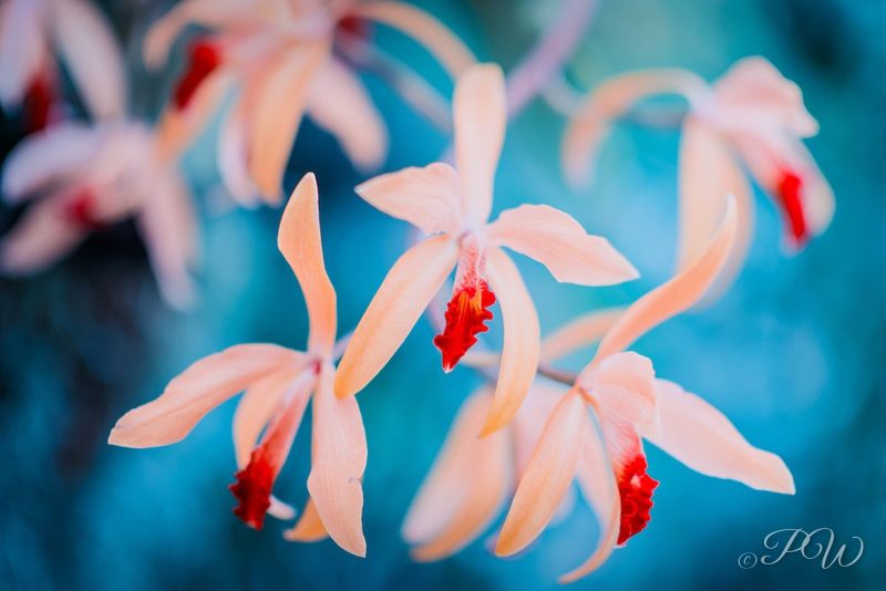 Peach orchids with red-spotted lips, close-up