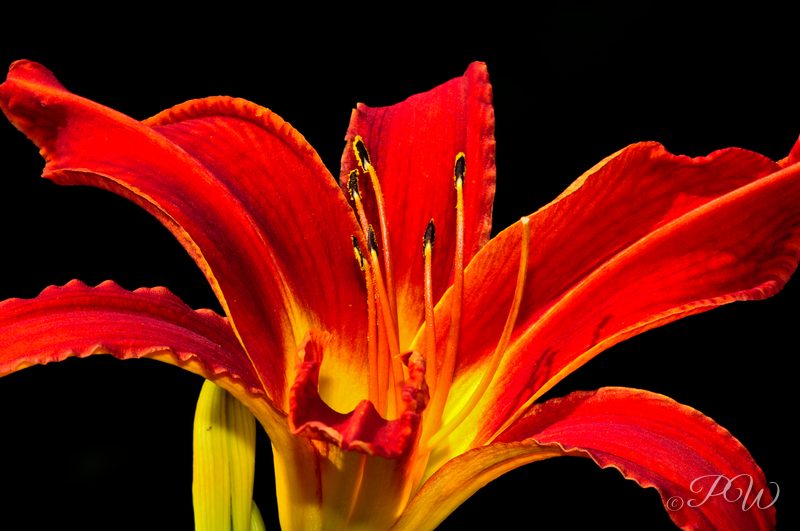 Red lily