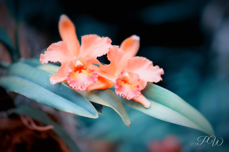 Coral orchids above green leaves, close-up