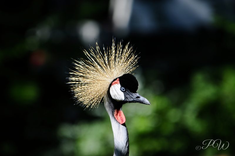 East African crowned crane