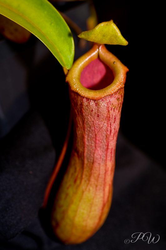 Pitcher plant (Nepenthes veitchii)