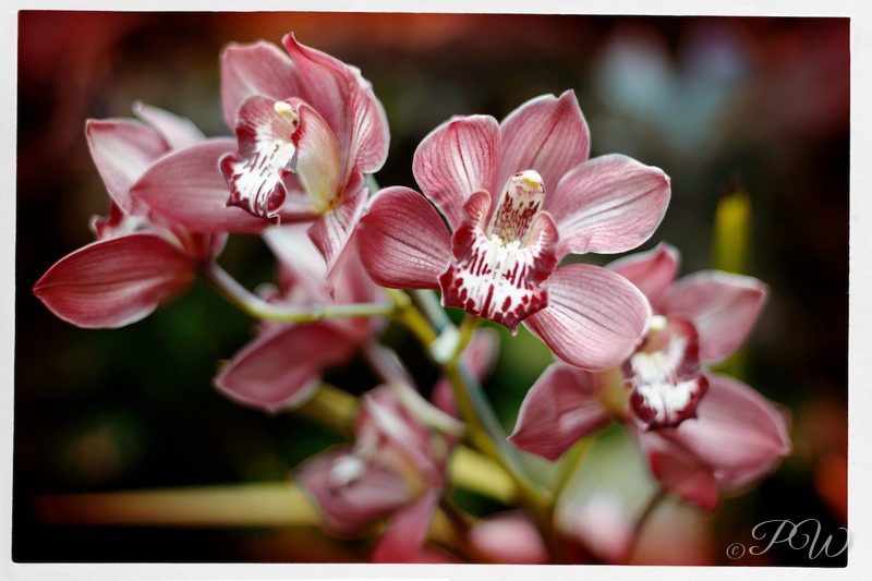 Dusky pink orchids with spotted lips, close-up