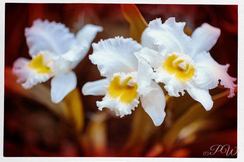 White orchids with yellow throats, close-up, close-up