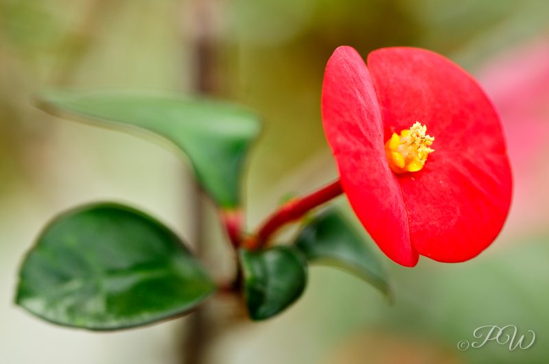 Crown of thorns flower (Euphorbia milii)