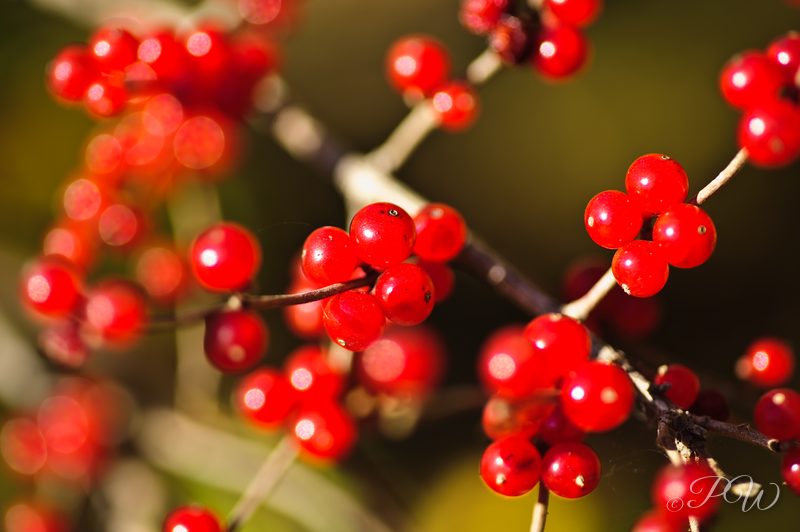 Red berries in the fall