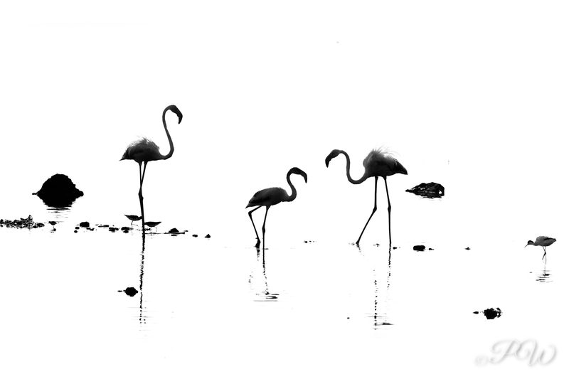 Flamingo silhouettes standing in bright water, high-key black and white