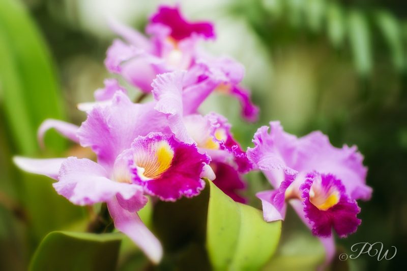 Magenta-and-yellow orchids, close-up