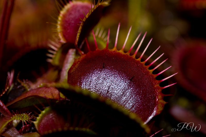Venus flytrap (Dionaea muscipula)
