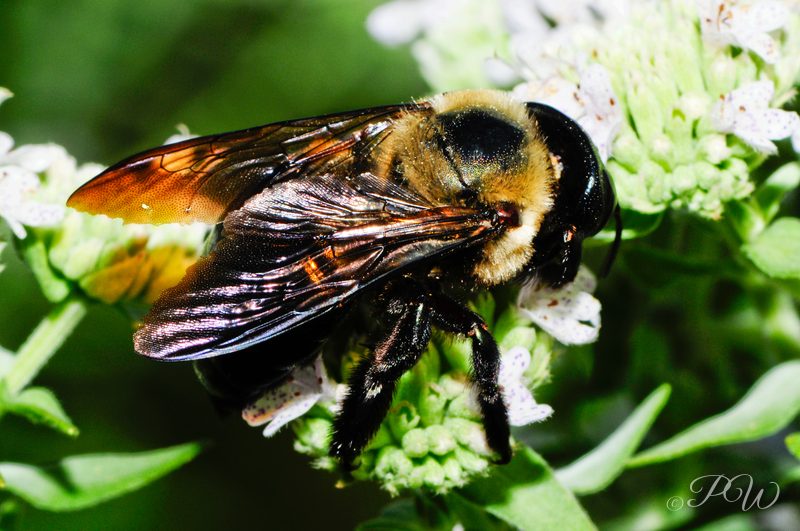 Bumblebee on white flowers