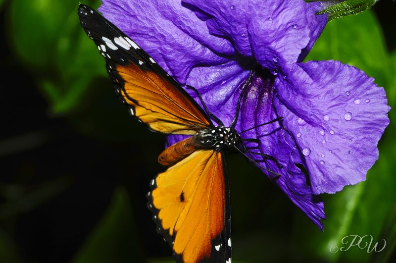 Butterfly on a purple flower