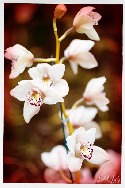 White orchids on a stem against dark red, close-up