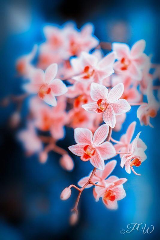 Spray of pink orchids against blue, close-up