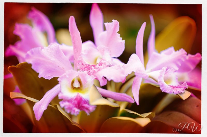 Lavender-pink orchids with long petals, close-up