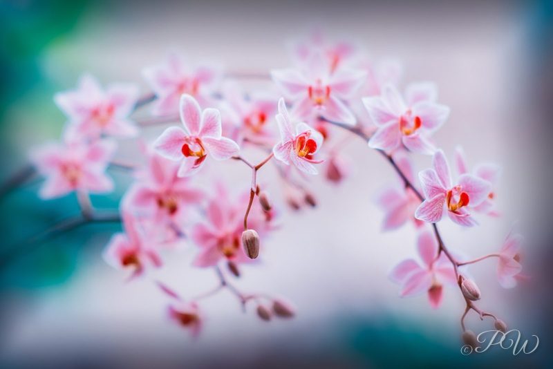 Arching spray of small pink orchids, close-up