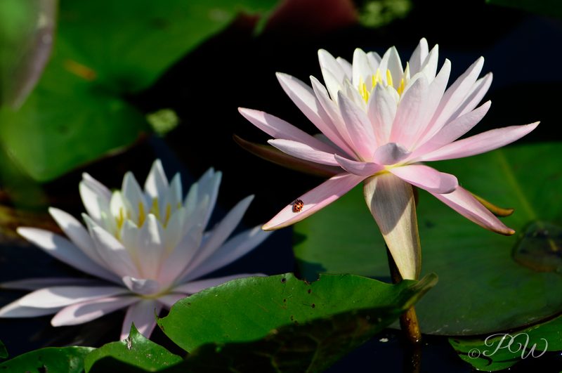 Water lilies