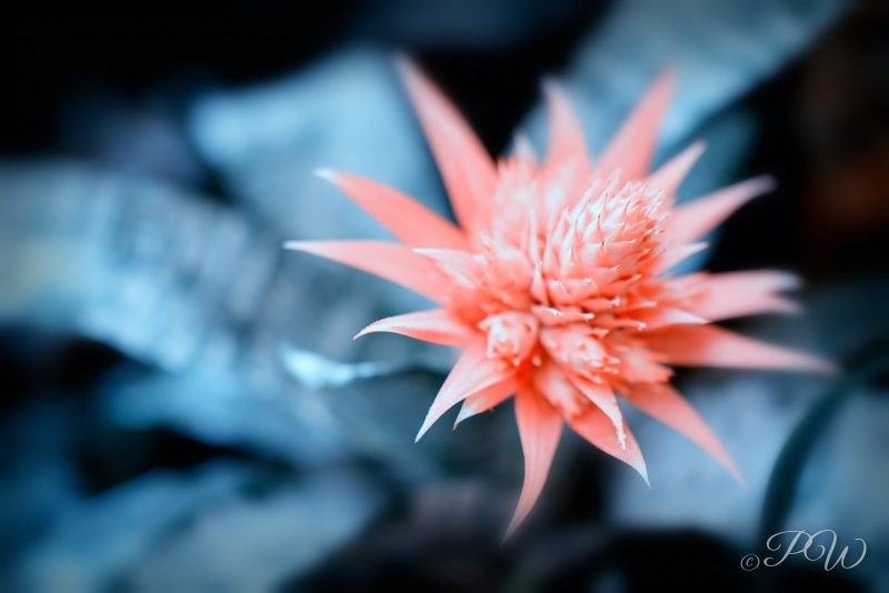 Pink spiky flower head against blue leaves, close-up