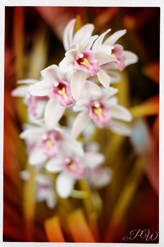 White-and-pink orchids on a spike, close-up