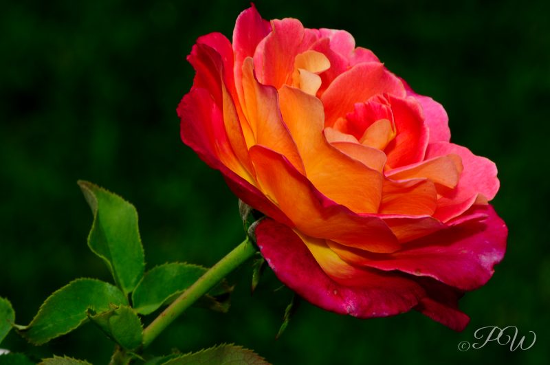 Bi-colour rose