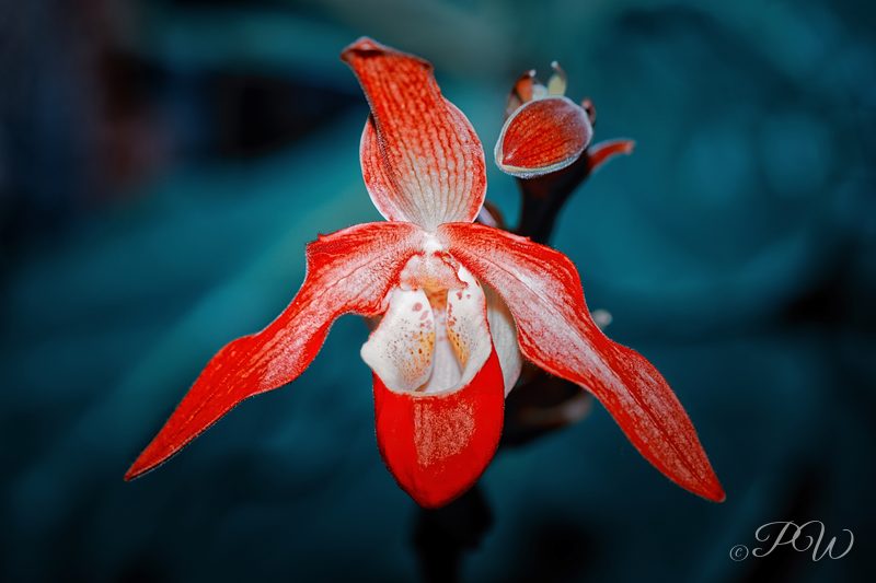 Red-and-white slipper orchid, close-up
