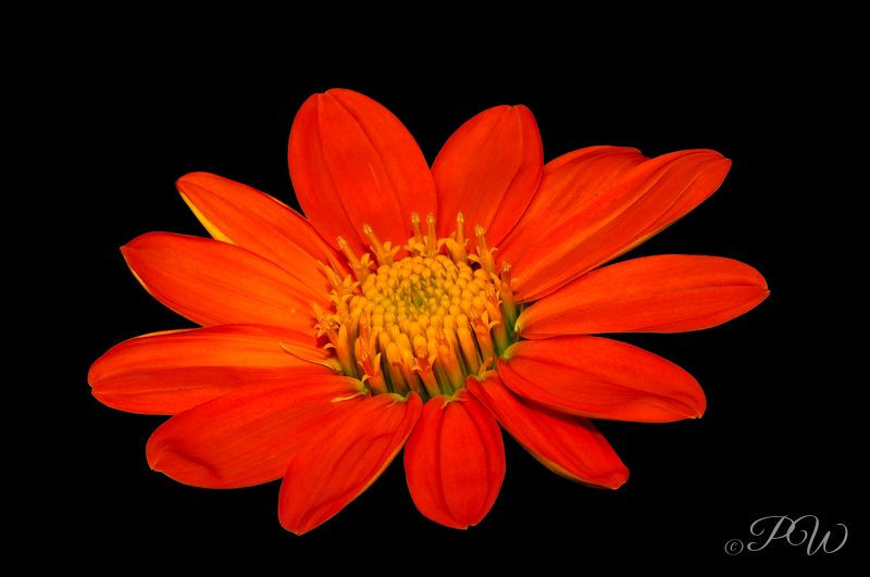 Orange daisy