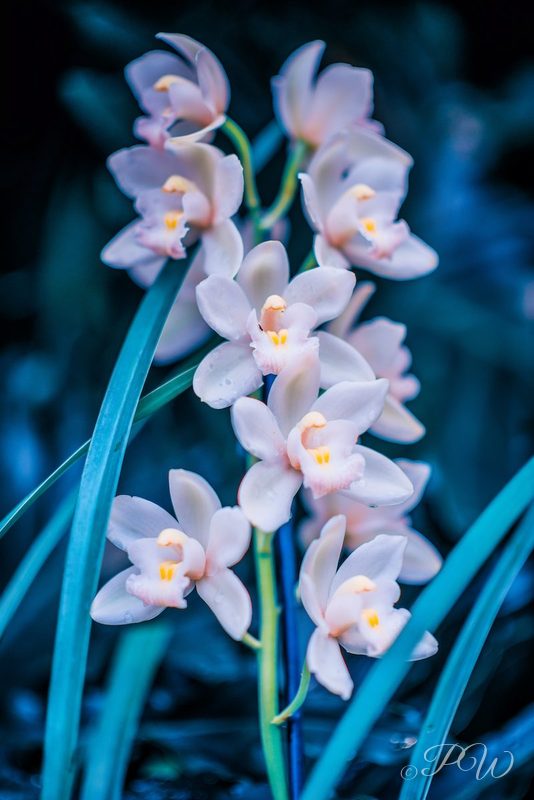 Pale lilac orchids with blue leaves, close-up