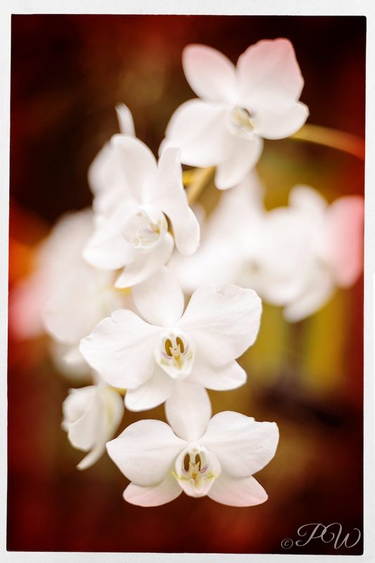 White orchids in soft light, close-up