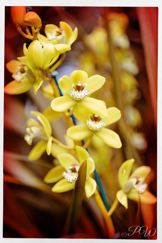 Yellow orchids on a spike, close-up