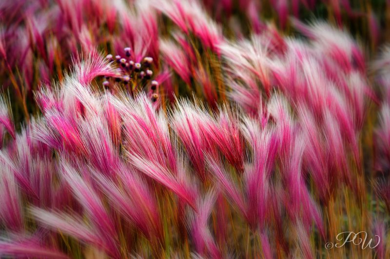 Foxtail barley in the wind