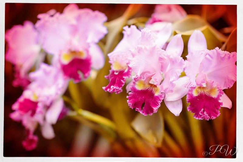 Cluster of pink ruffled orchids, close-up