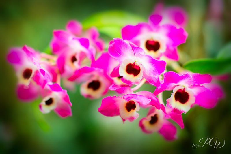 Magenta orchids with dark centres, close-up