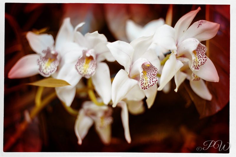White orchids with spotted lips, close-up