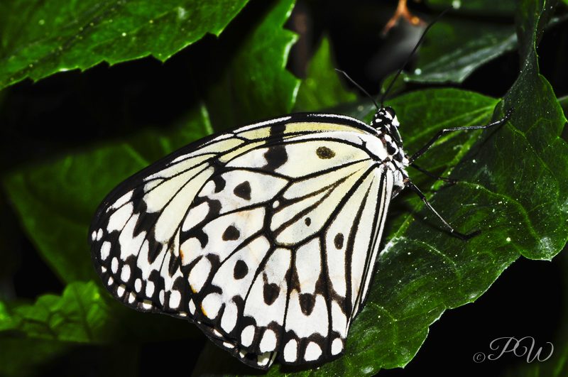 Paper kite butterfly (Idea leuconoe)